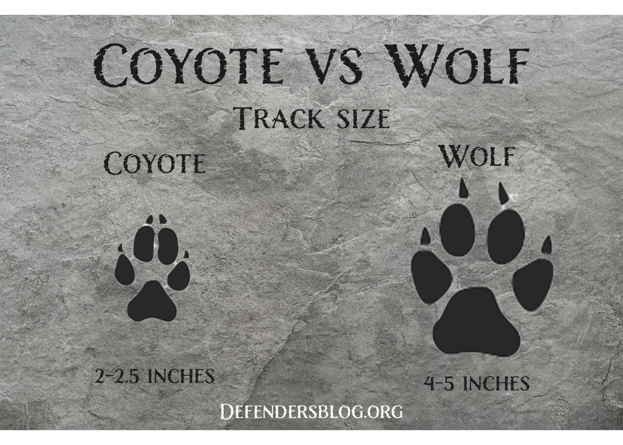 What's the difference between a coyote and a wolf? - defendersblog