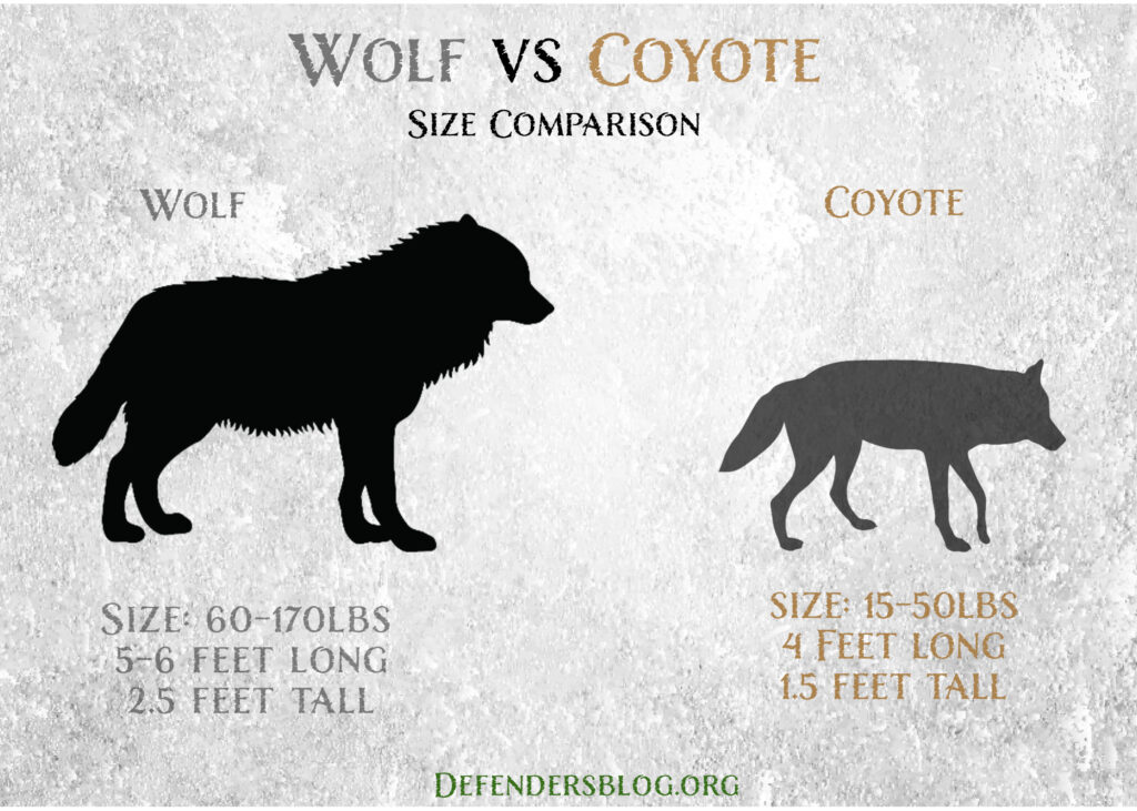Wolf vs coyote size comparison chart