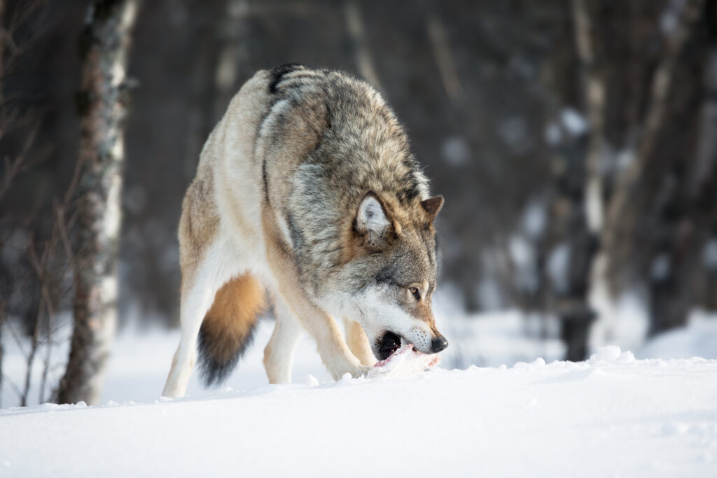 Wolf eating meat in snow