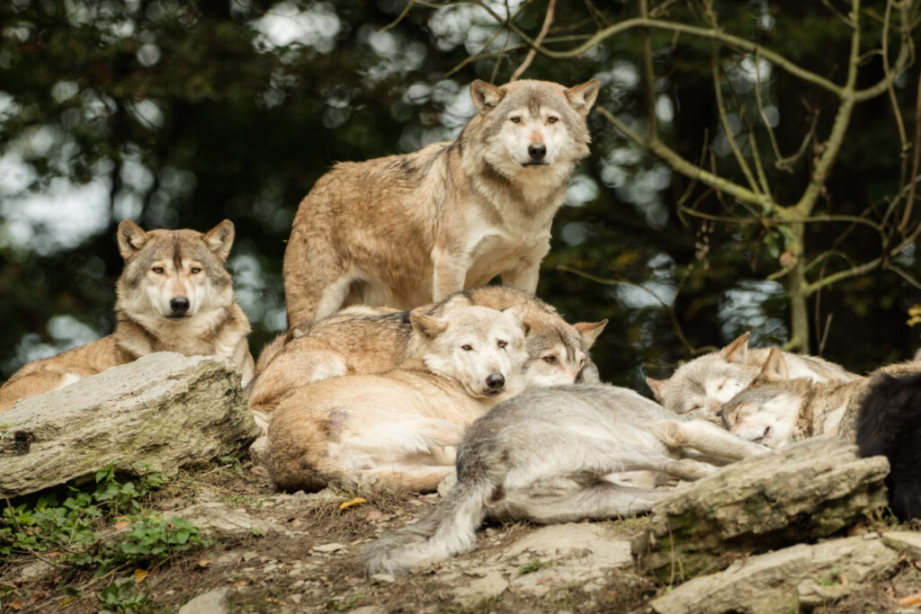 A pack of wolves rest on a rock