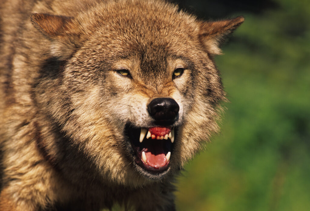 Wolf snarling