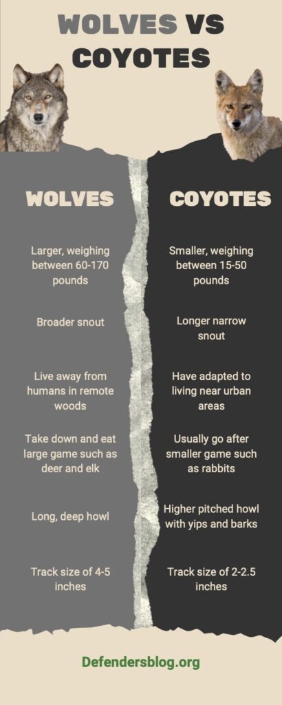 Wolves vs coyotes comparison chart