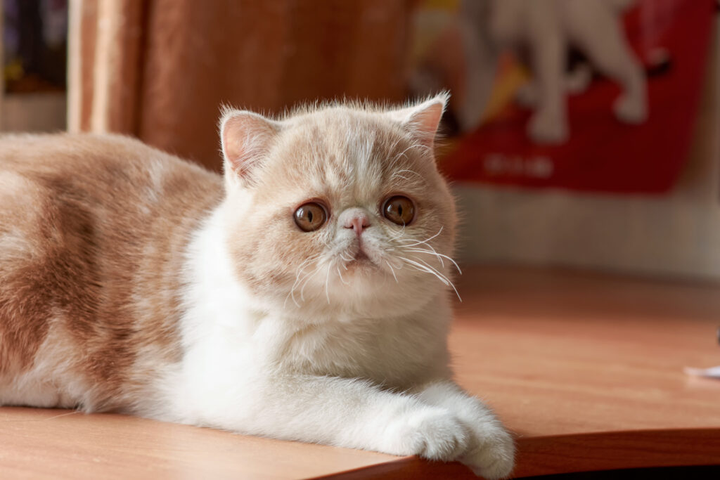 Cat lying on floor