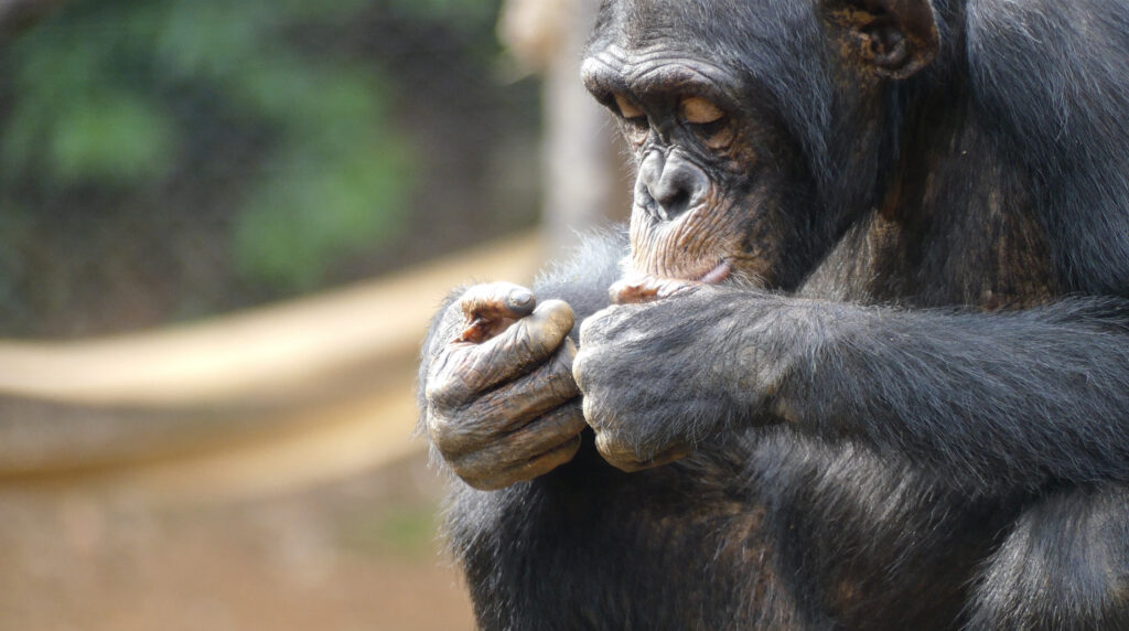 Chimpanzee eating