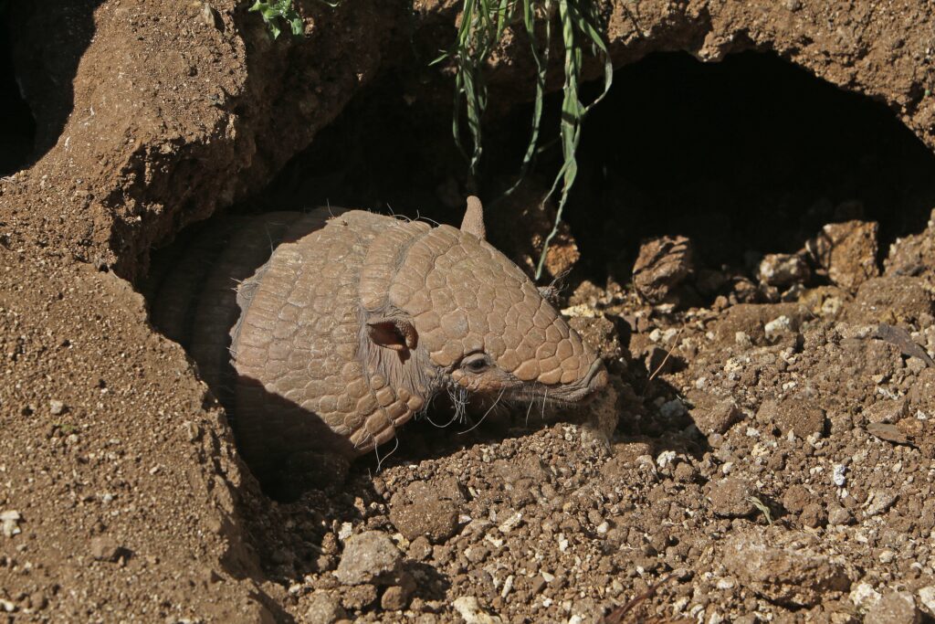 Armadillo in den entrance
