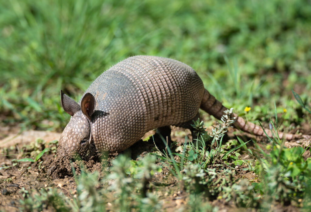 Armadillo digging for food