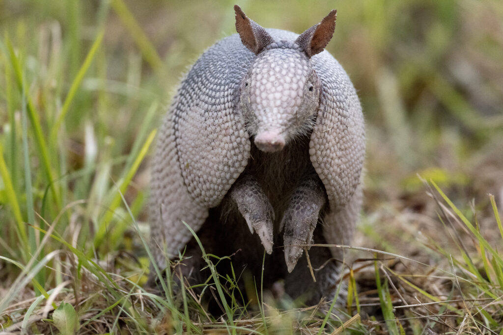 Armadillo standing in grass