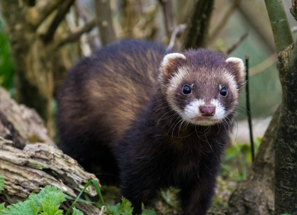 Polecat Vs Skunk