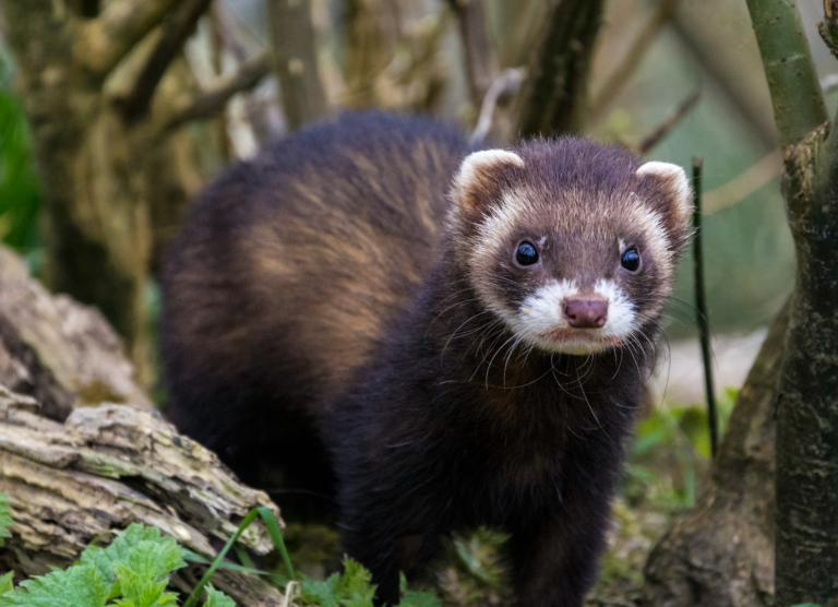 Why are skunks called polecats? - defendersblog