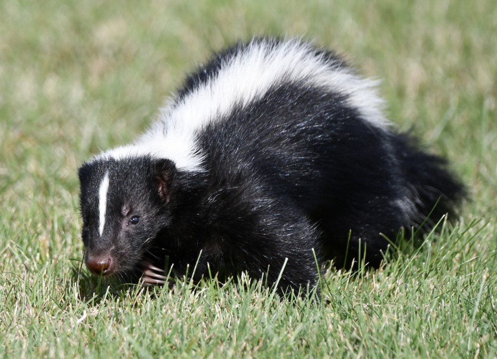 why-are-skunks-called-polecats-defendersblog