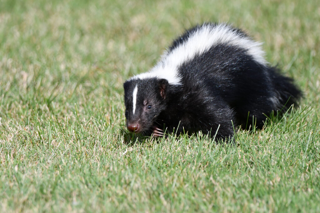 Skunk in grass