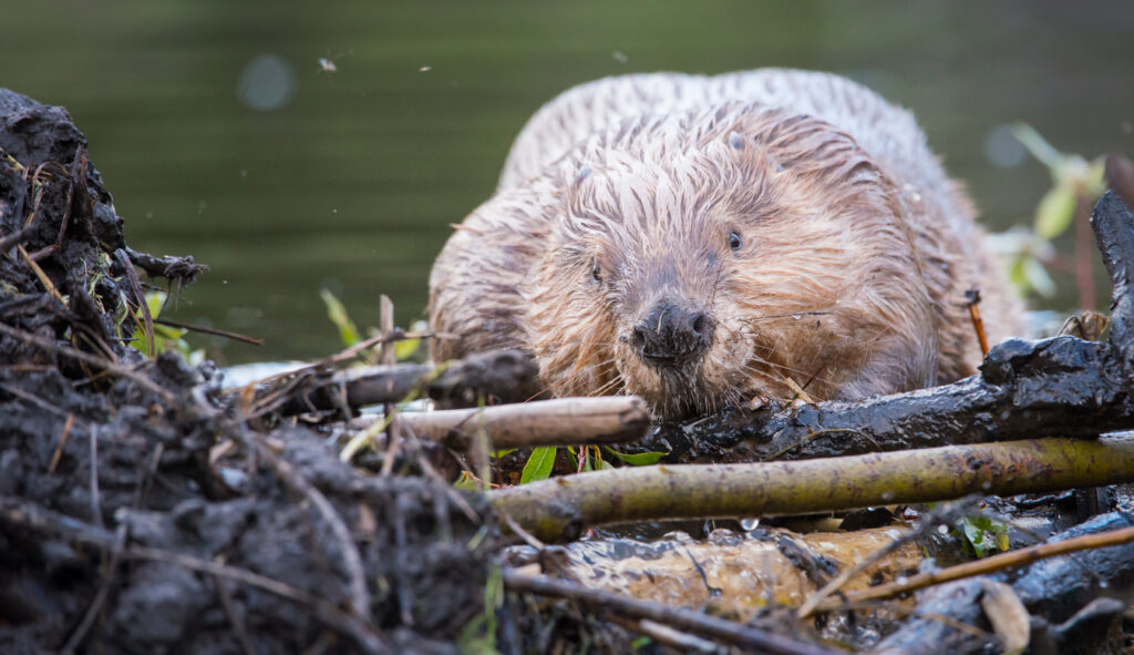 Beaver Chewing Sticks