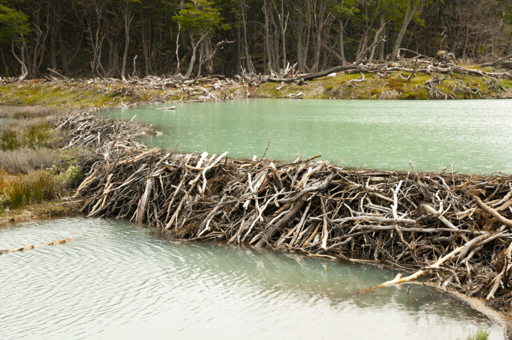 Beaver Dam