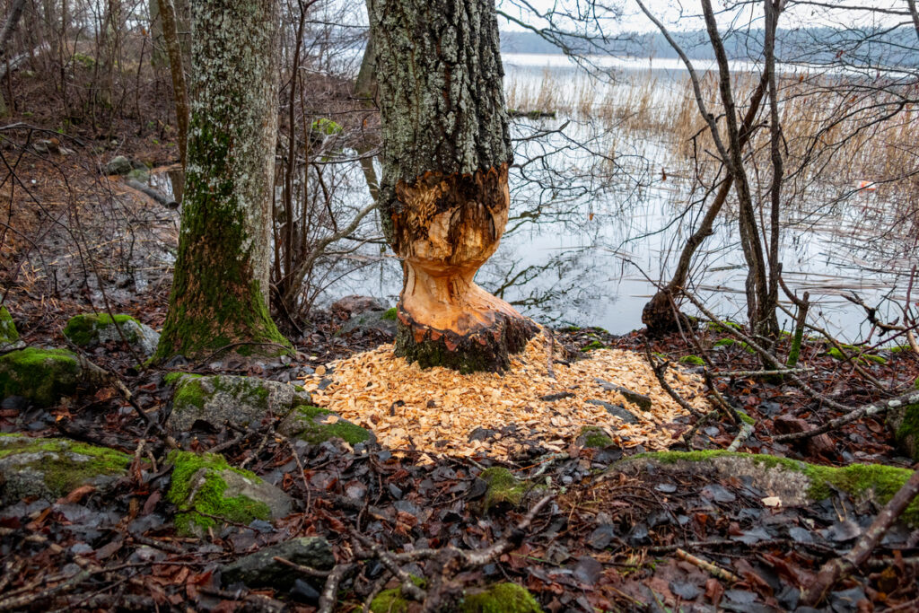 Beaver chewed tree