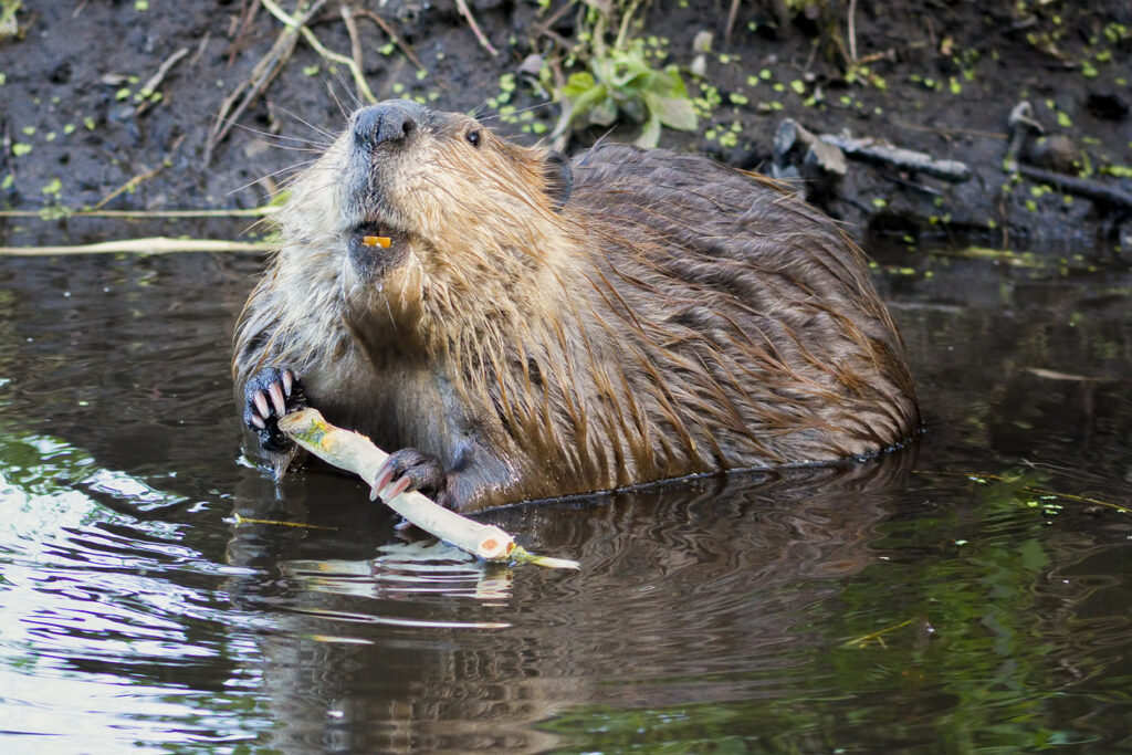 Beaver eating 