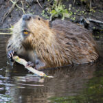 What do beavers eat?