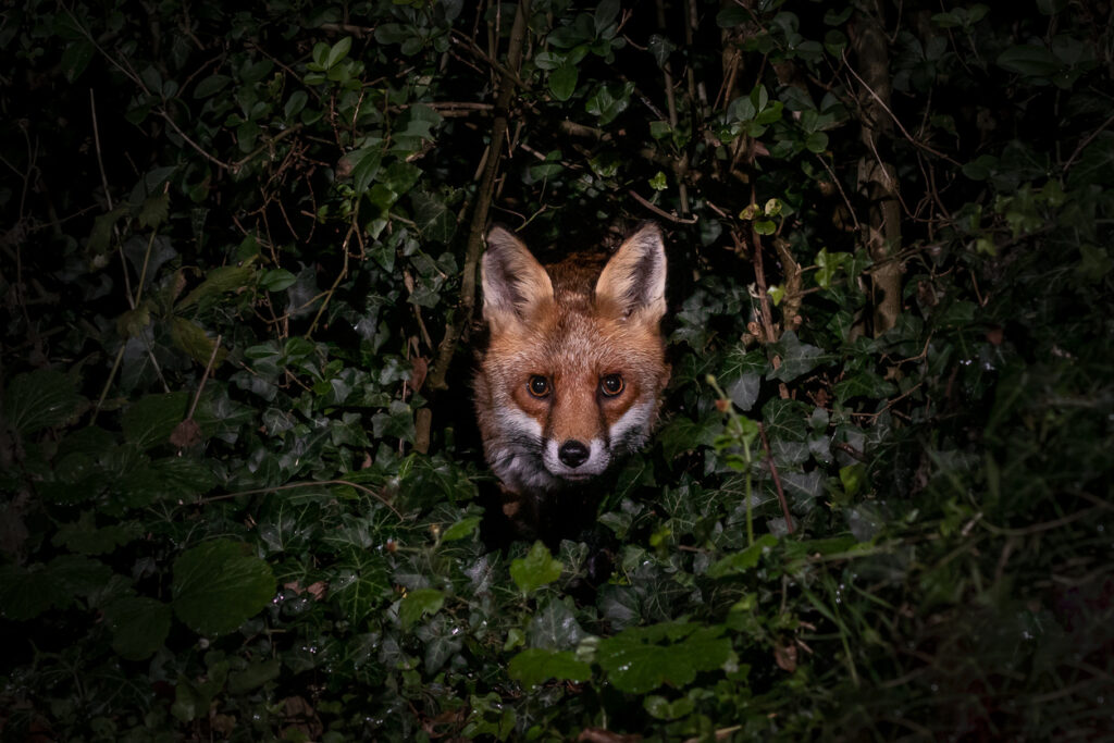 Fox in bushes