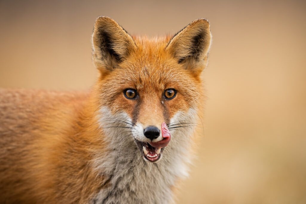 Fox eating