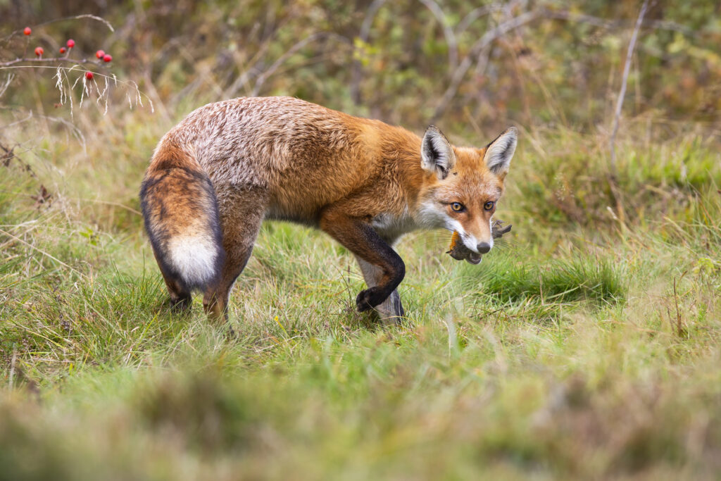 Fox eating