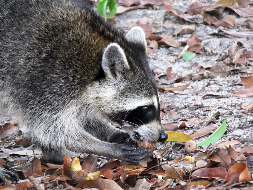 Raccoon Eating