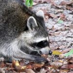 What Do Raccoons Eat? Discover Their Diet and Eating Habits