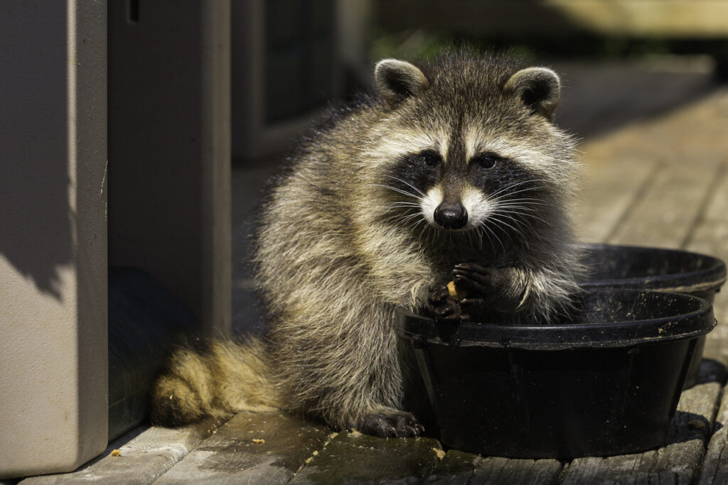 Urban raccoon eating