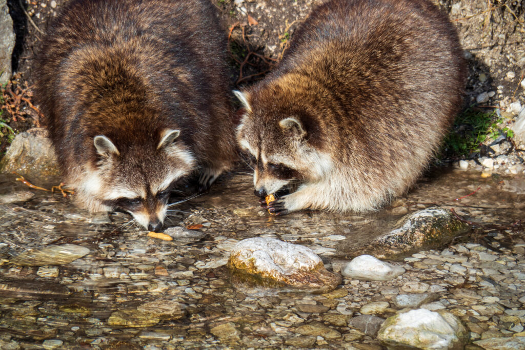 Raccoon eat washing food