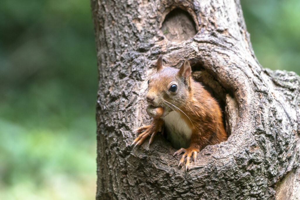 Squirrel eating