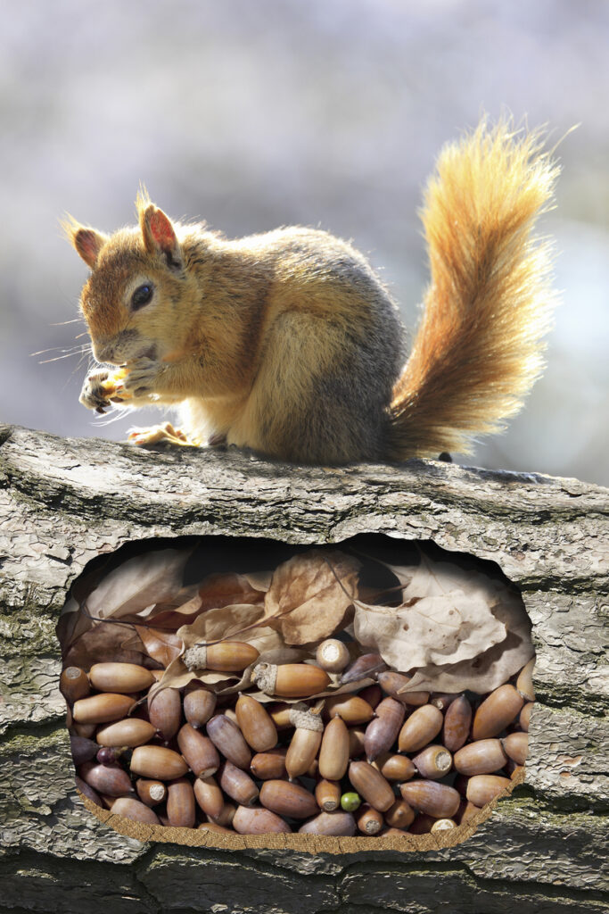 Squirrel eating with burrow