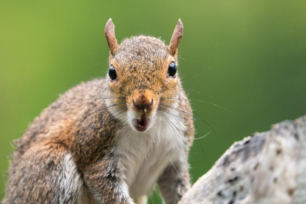 Squirrel eating