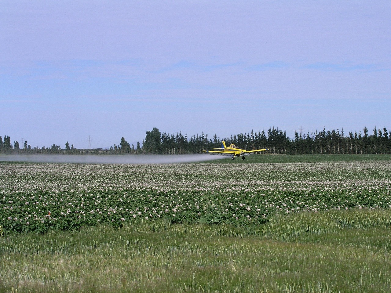 spraying crops 