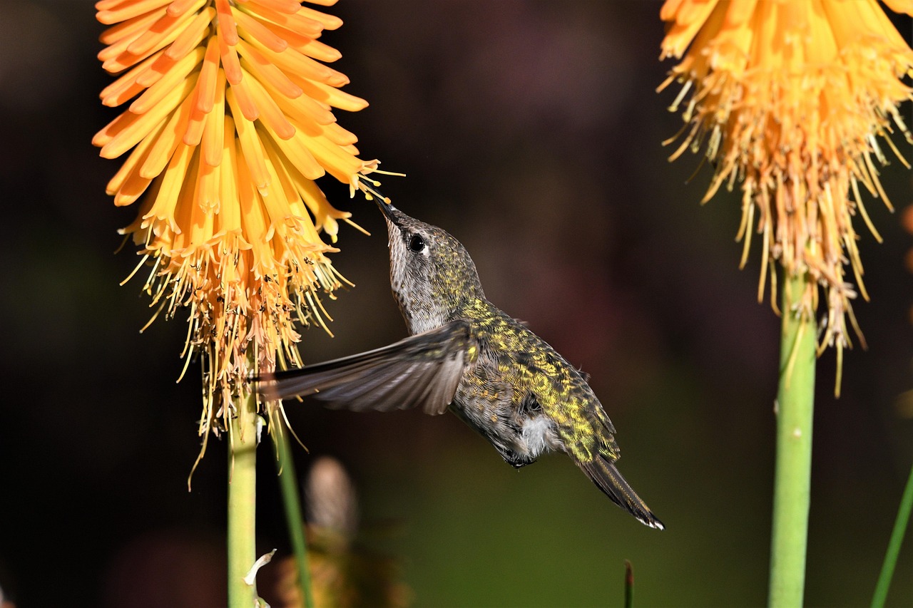 hummingbird pollinator