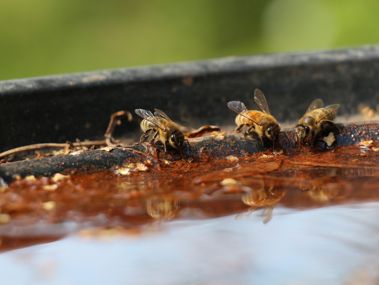 bees drinking water