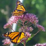 monarch butterfly endangered