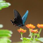 Butterfly on flowers