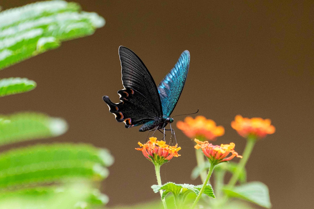Butterfly on flowers