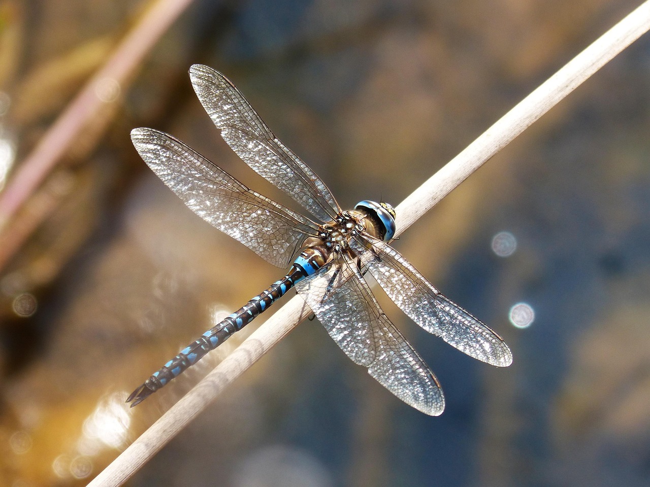 dragonfly on stick pollinator garden 