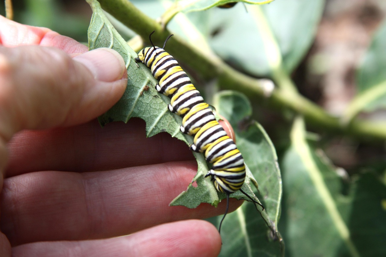 monarch butterfly caterpillar in pollinator garden