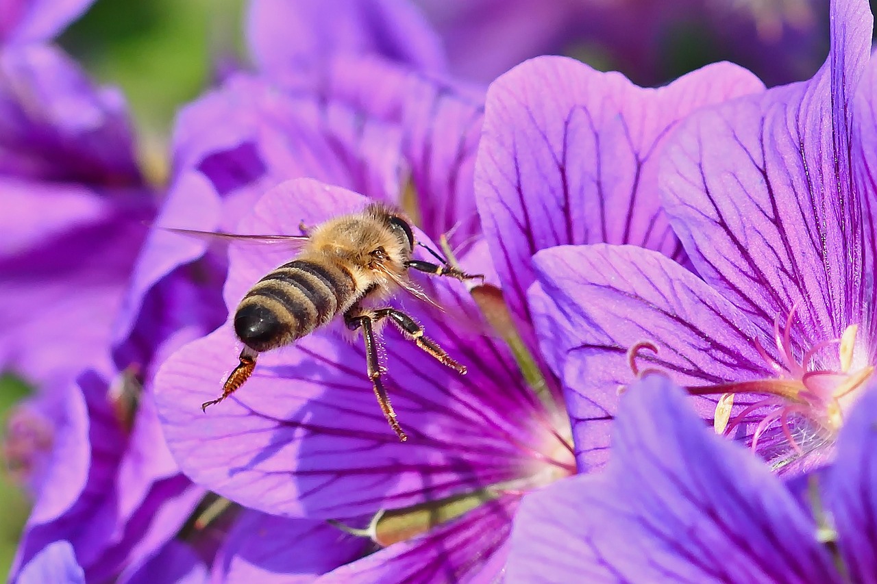 bee on flowers in pollinator garden