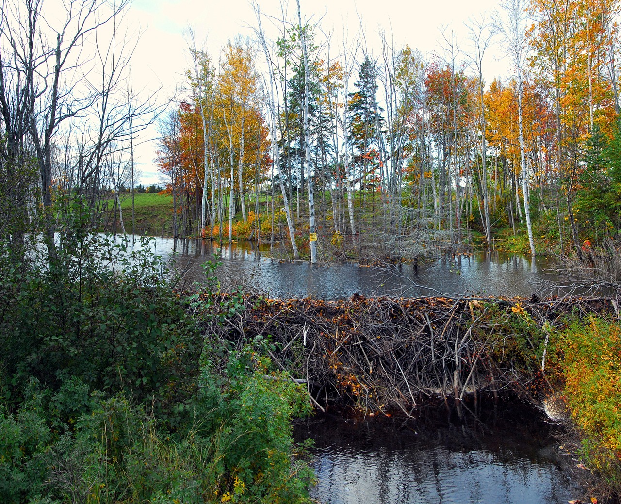beaver dam natures engineers