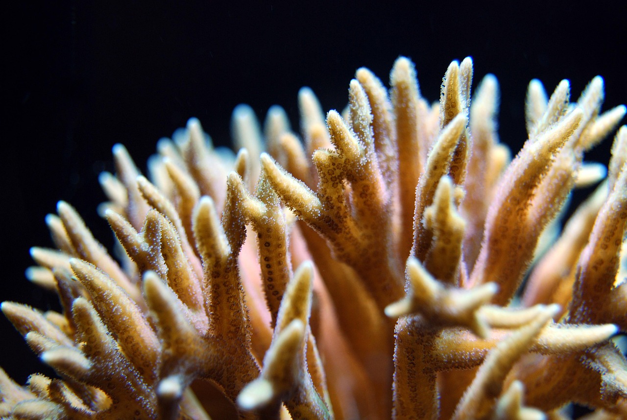 coral polyps engineer 
