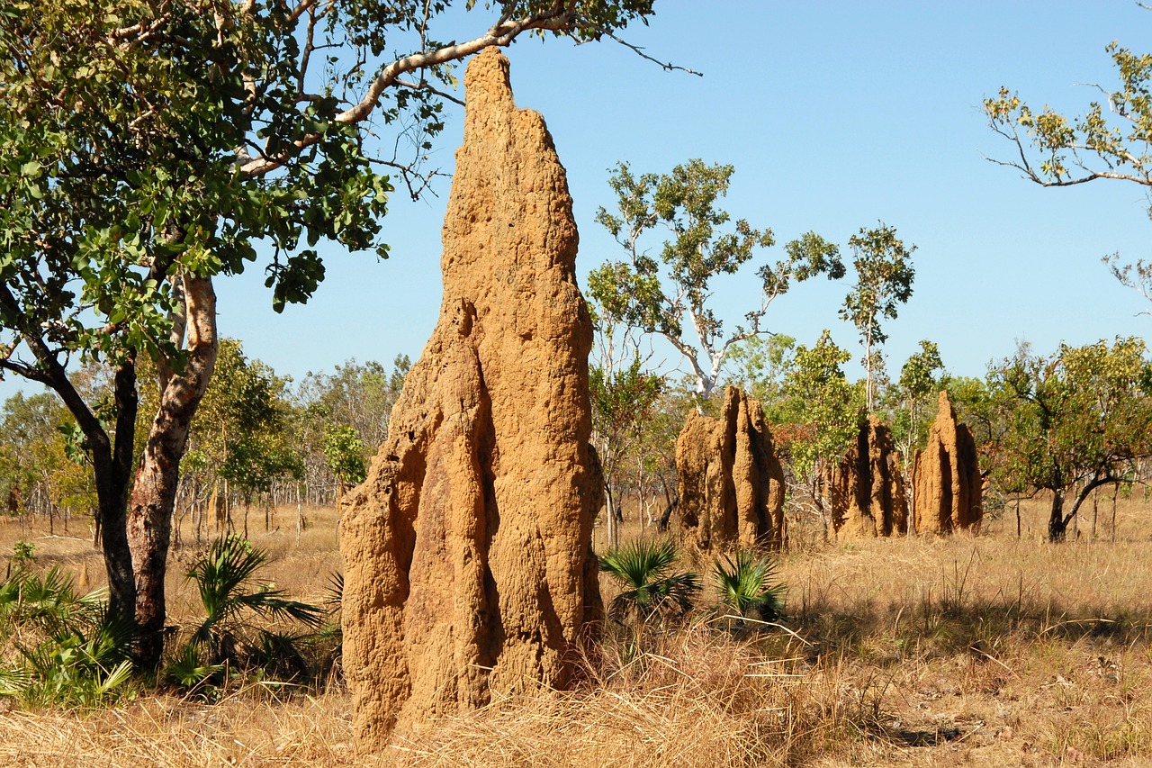 termite mounds engineers 