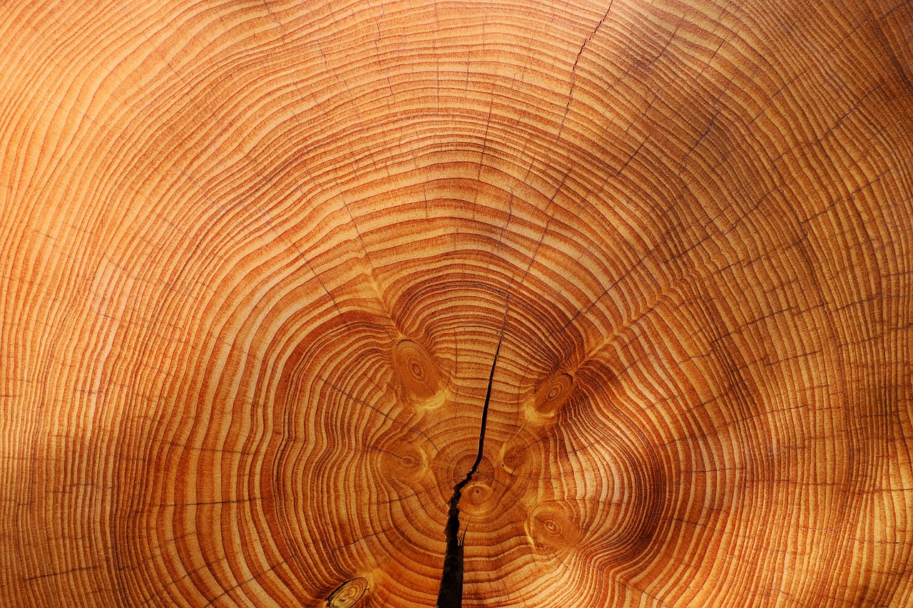 Tree rings science