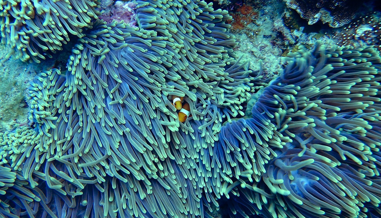 coral science 