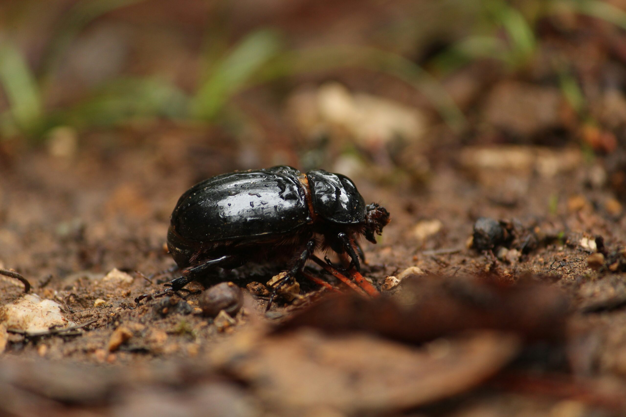 beetle soil health