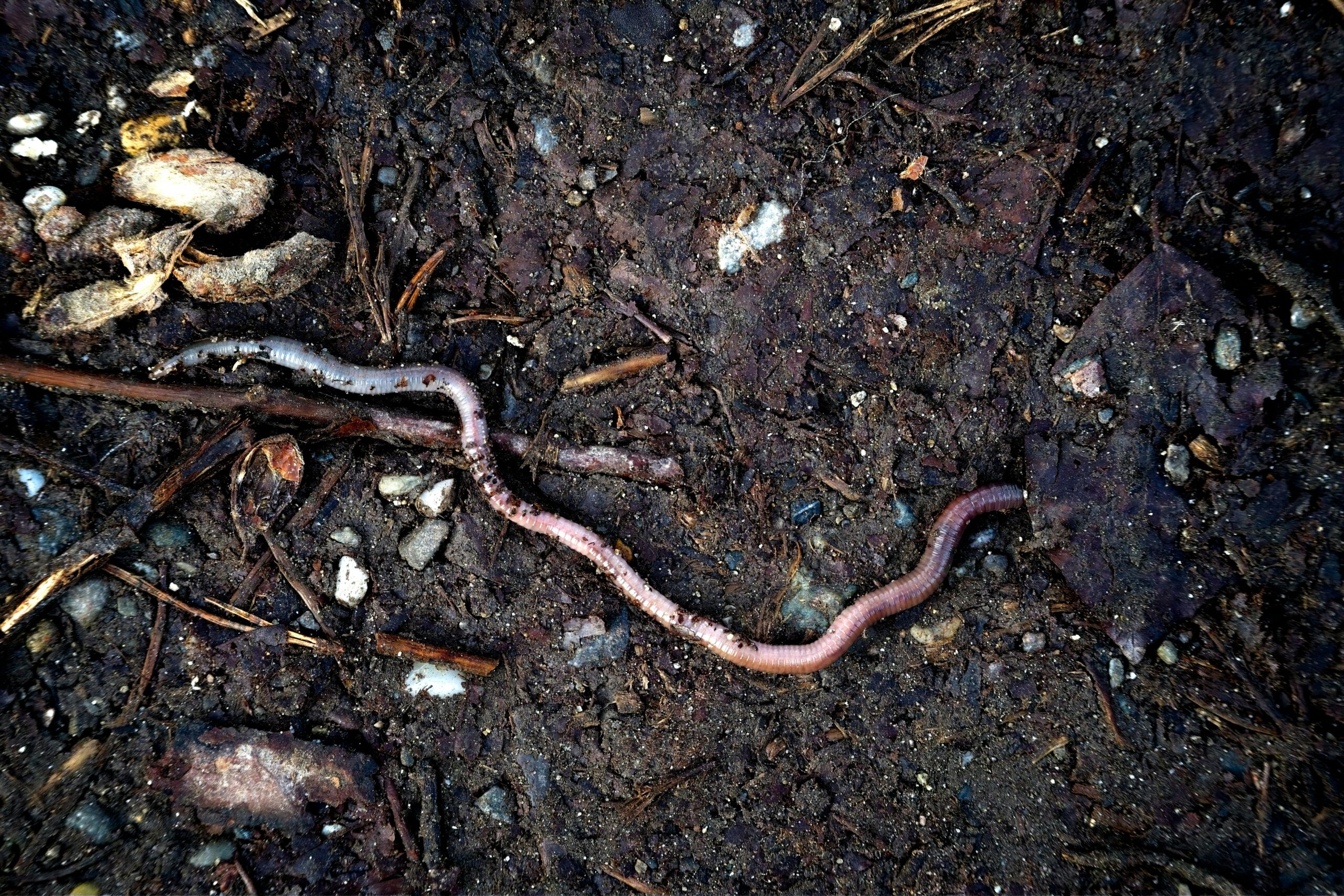 earthworm soil health