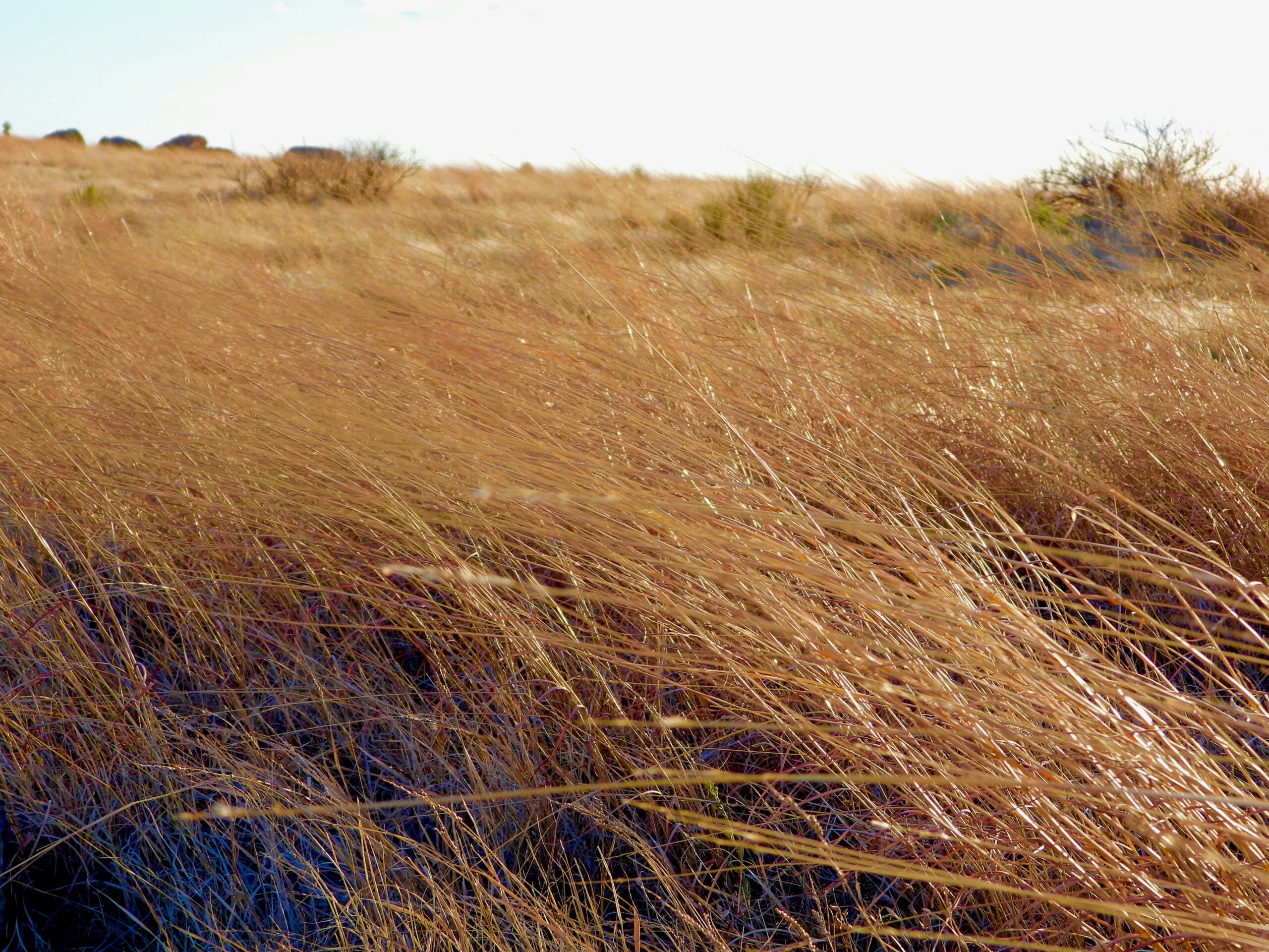 native grass soil health