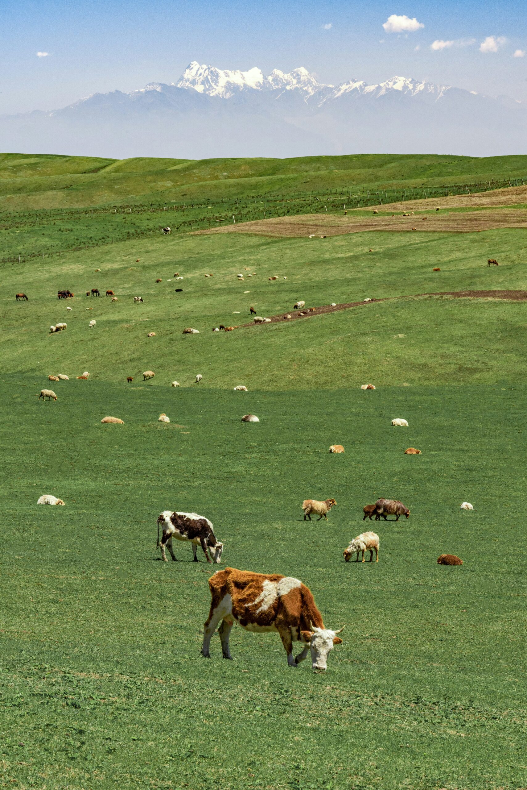 regenerative agriculture